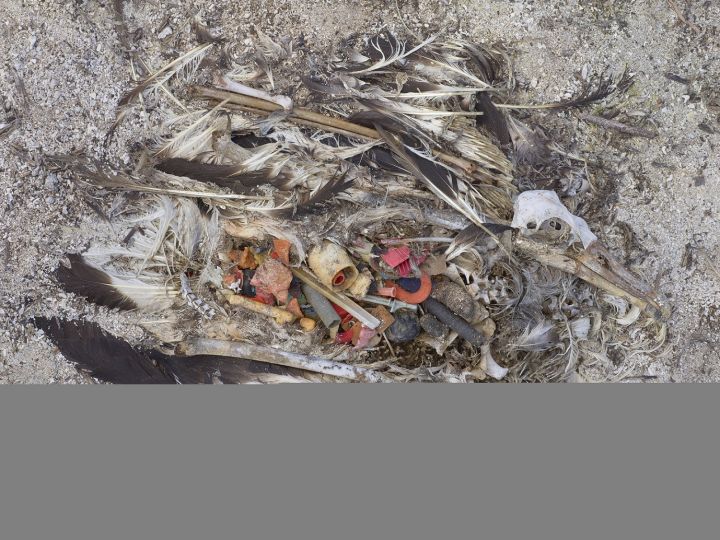 Midway, CF000677, 2009. Midway: Message from the Gyre Ultrachrome  2009 Midway Atoll. Chris Jordan ©Prix Pictet Ltd 2010/11