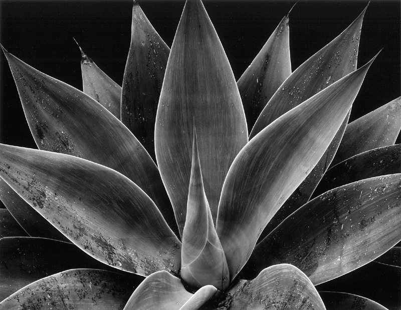 New York : Brett Weston - The Eye of Photography Magazine