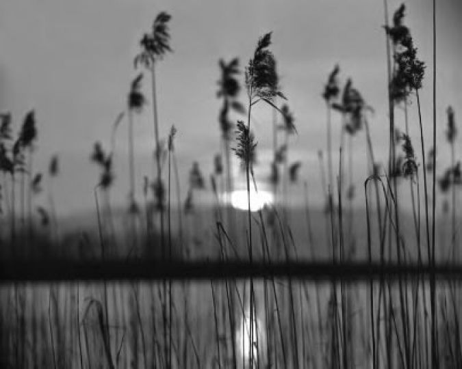 © René Groeblin