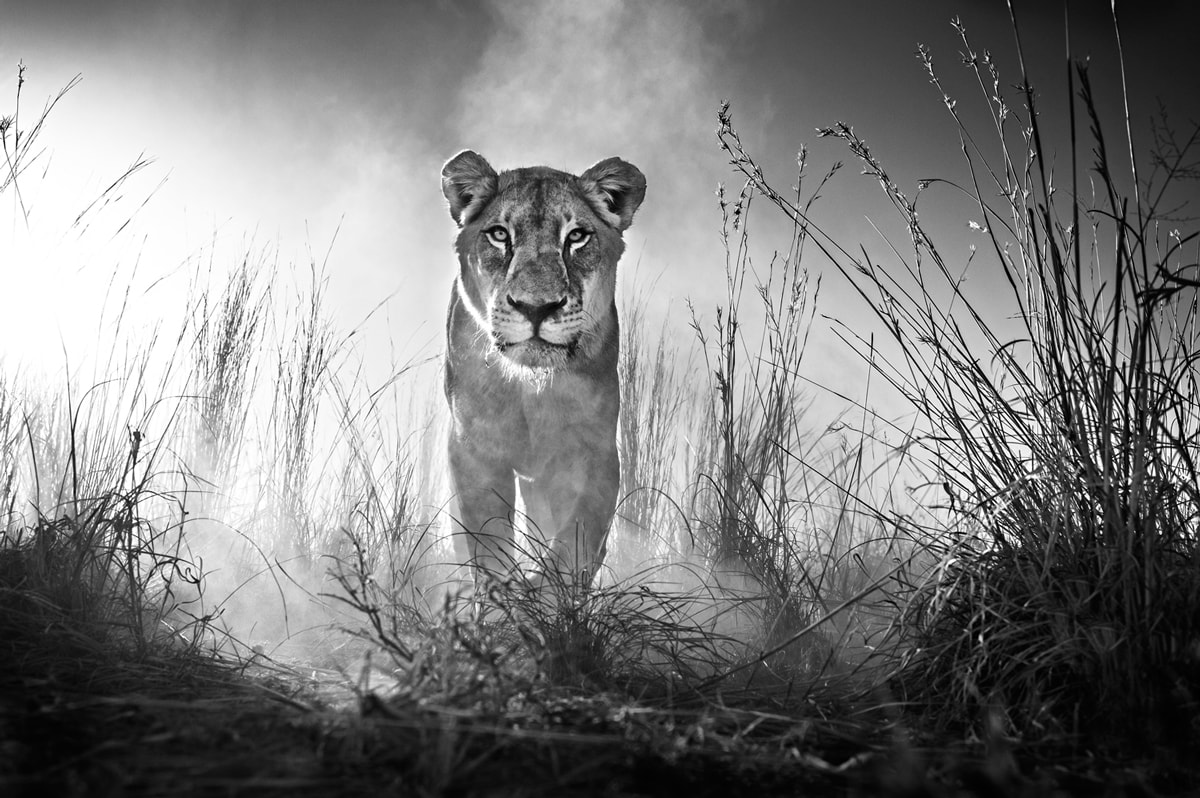 HEAVEN CAN WAIT - David Yarrow Photography