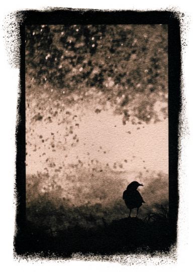 Bestiaire – cincle © David Tatin