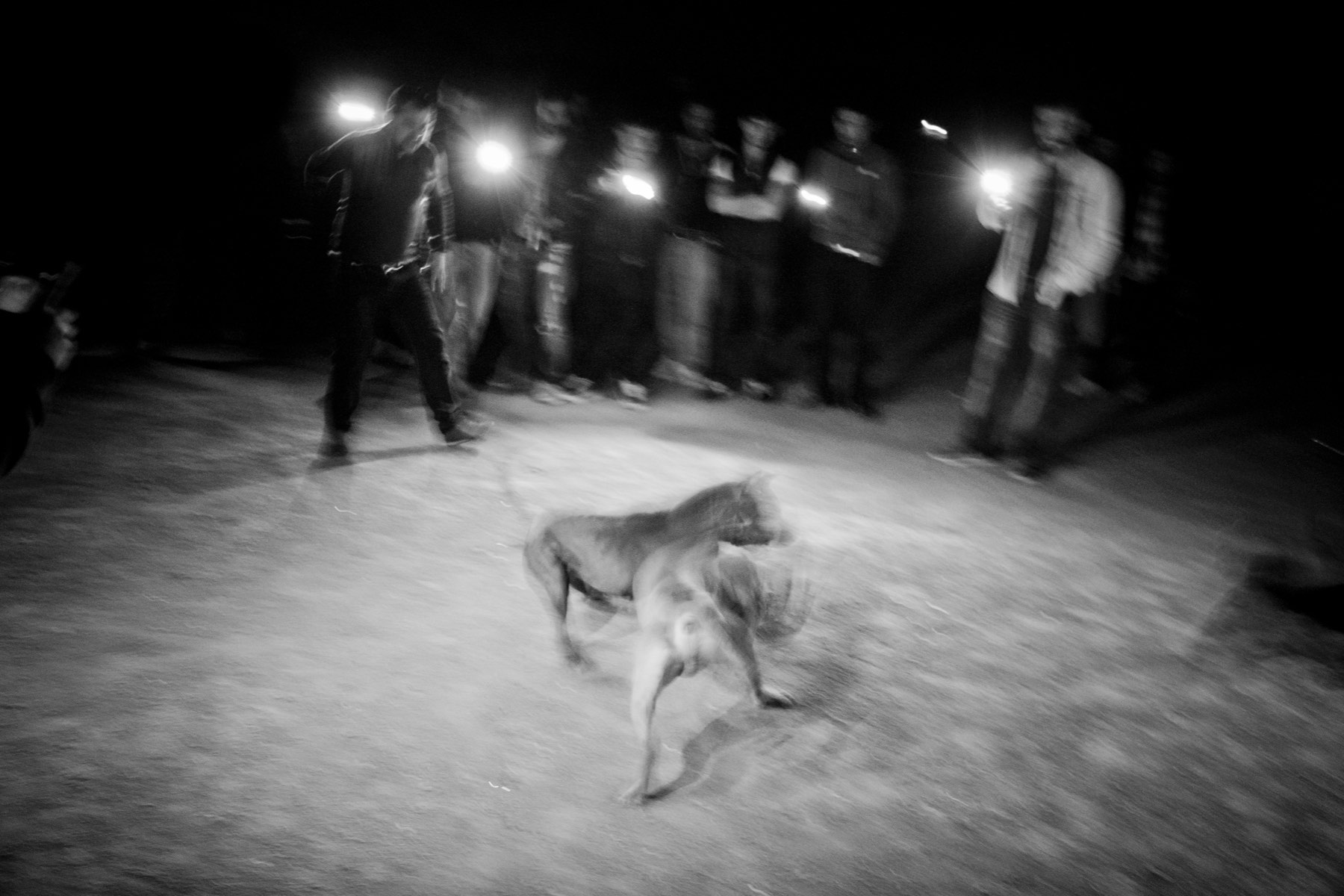 Poignant images of dog fights, street protests and sex parties at night in  Istanbul by Çağdaş Erdoğan - The Eye of Photography Magazine