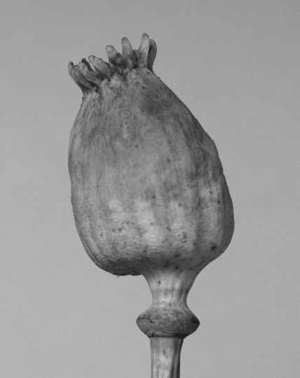 © Tereza Zelenkova, Poppy head I, 2017, 35 x 28 cm cm / edition of 5, Silver Gelatine print on fibre based paper, framed, museumglass