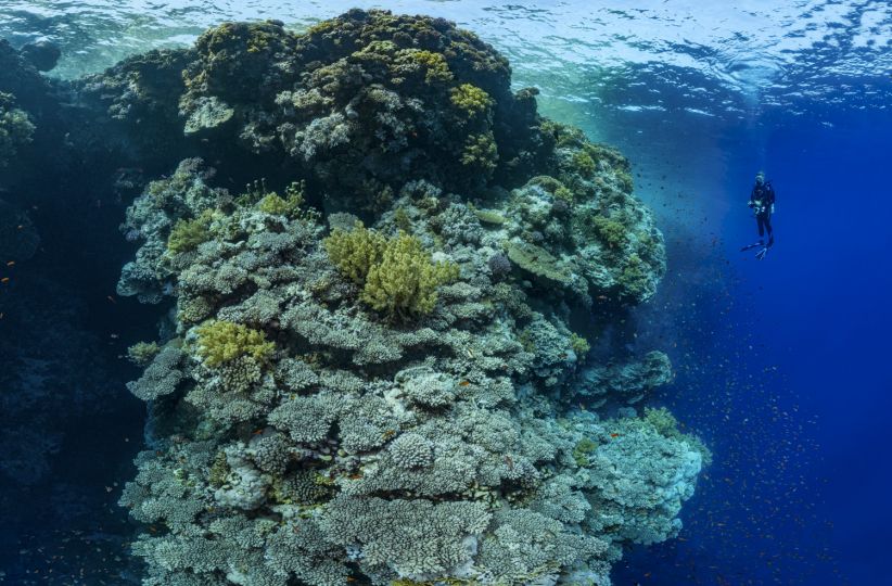 Avec ses eaux claires et ses récifs coralliens regorgeant de vie, la Mer Rouge est un endroit idéal pour la pratique de la photographie sous-marine. Les plongeurs du monde entier y viennent pour immortaliser des ambiances uniques. Les tombants immenses et vertigineux que l'on trouve  autour des îles comme Elphinstone, Daedalus, les Brothers, et d'autres, sont parfait pour dénicher de nombreuses espèces de poissons. Le plongeur sur cette photo, nous permet d'apprécier la taille du récif, que l'on ne voit que dans sa partie haute. © Alexis Rosenfeld