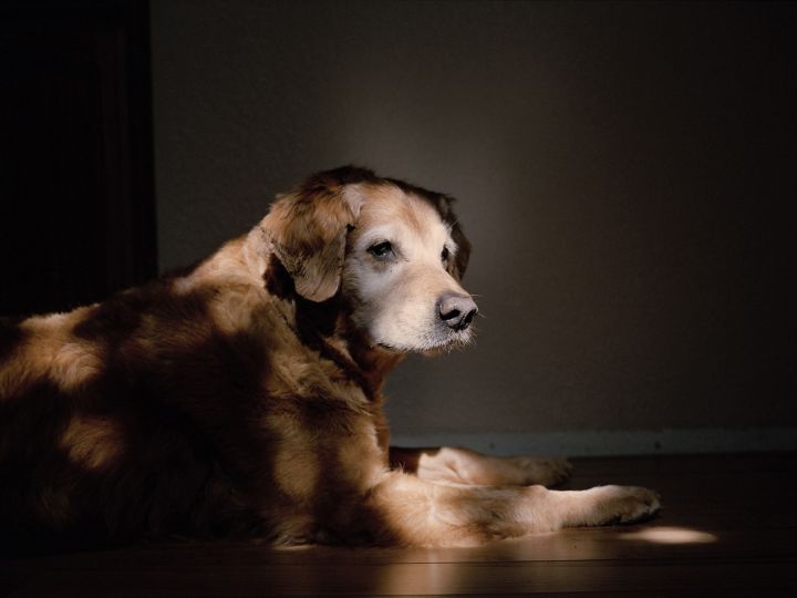 Orion II, Vacaville, CA, 2011 Tirage C-Print 50 x 66 cm © Charlotte Dumas / Courtesy andriesse eyck galerie, Amsterdam