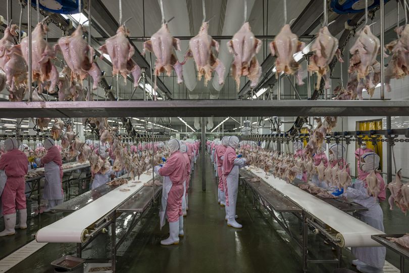 Jiangsu, China, June 16, 2016. Chicken processing plant. Jiangsu, Chine, 16 juin 2016. Usine de transformation de poulets. © George Steinmetz / Cosmos