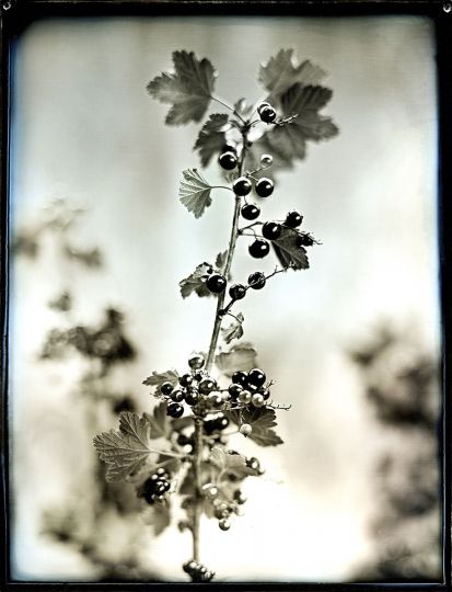 Jerry Spagnoli: Black Currants, 2005, archival pigment print from daguerreotype original, signed verso, image size: 13.5˝x10.5˝, sheet size: 17˝x14˝ ($900–$1,800) From the book Heirloom Harvest, Bloomsbury, 2016.
