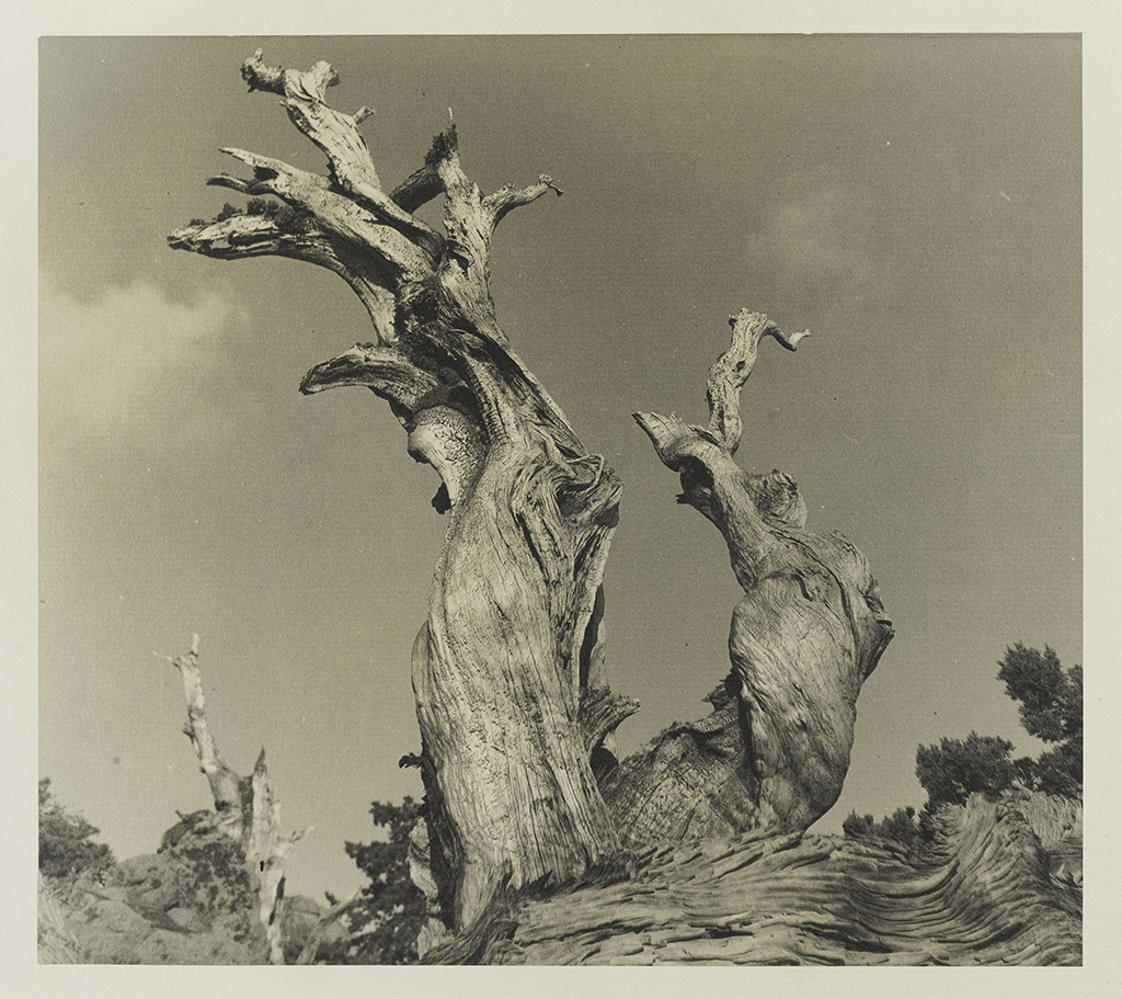Gift of more than 850 photographs to the San Antonio Museum of Art ...