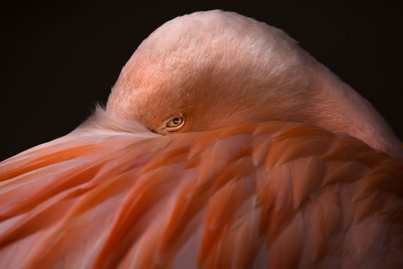 Nature - 1st place / non professional: Melissa Cormican, Animalia