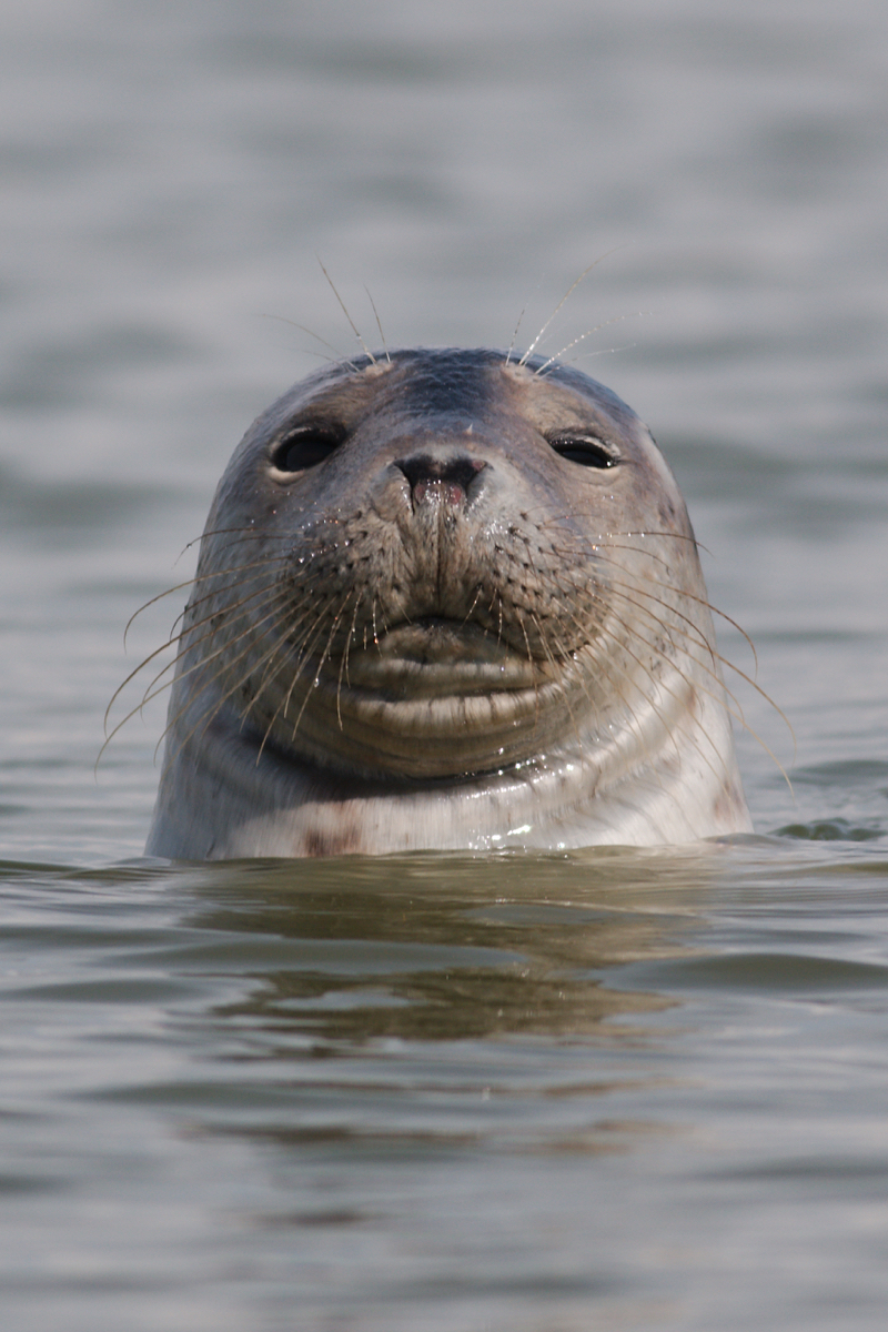 Philippe Druesne Seals On The Opal Coast The Eye Of Photography Magazine