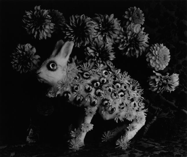 Michiko Kon, Rabbit and Eye, 2013, Silver print, 40,6 x 50,8 cm