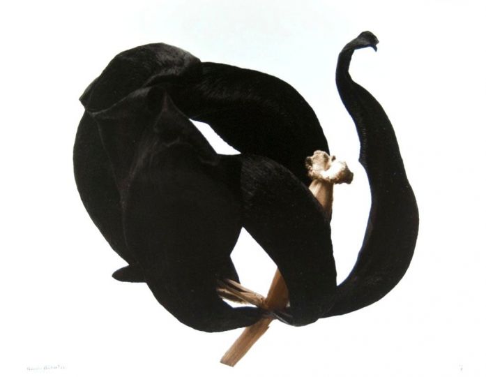 Denis Brihat, Tulipe noire, 2012. Tirage argentique réalisé par l'artiste, virage sélénium 40 x 50 cm © Denis Brihat – Courtesy Camera Obscura