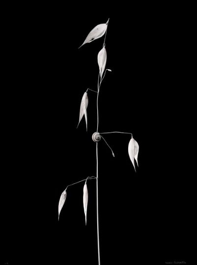 Denis Brihat, Folle avoine et escargot, 1964. Tirage argentique réalisé par l'artiste 49,5 x 38 cm© Denis Brihat – Courtesy Camera Obscura