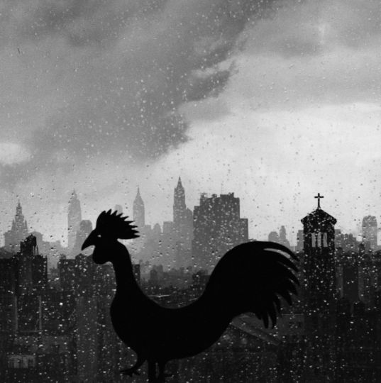 Rooster, 1952 © The Estate of André Kertész / courtesy Stephen Bulger Gallery