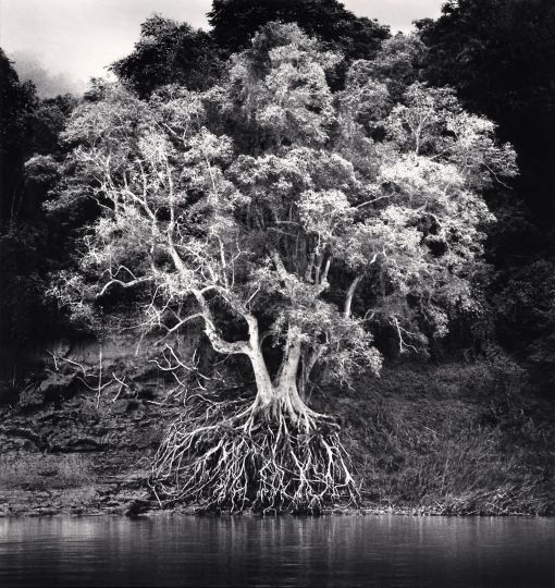 Michael Kenna, Kokdua Tree and Exposed Roots, Mekong River, Luang Prabang, Laos, 2015, courtesy Ira Stehmann Fine Art