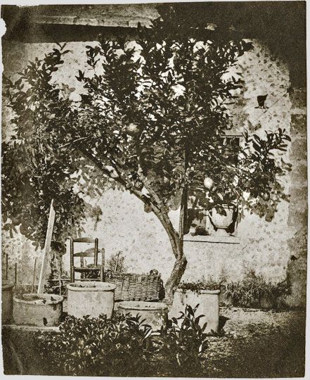 Le Citronnier, Grasse [Le Midi de la France] © 1852 Charles Nègre collection Musée d'Art et d'Histoire de Provence