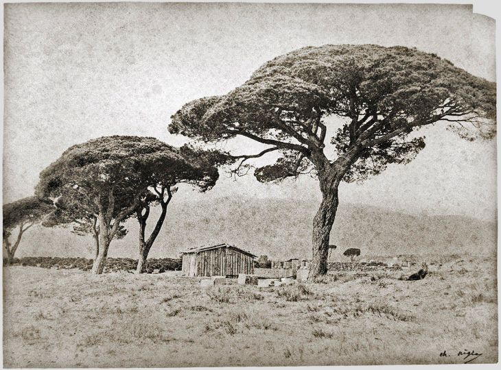 Pins d'Italie sur la plage de Golfe-Juan Pins [Le Midi de la France] © 1852 Charles Nègre courtesy Archives Communales de Grasse