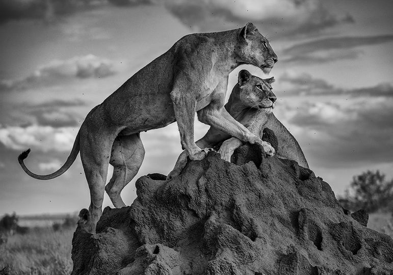 Nor Dread, Nor Hope Attend © David Gulden – Courtesy Damiani