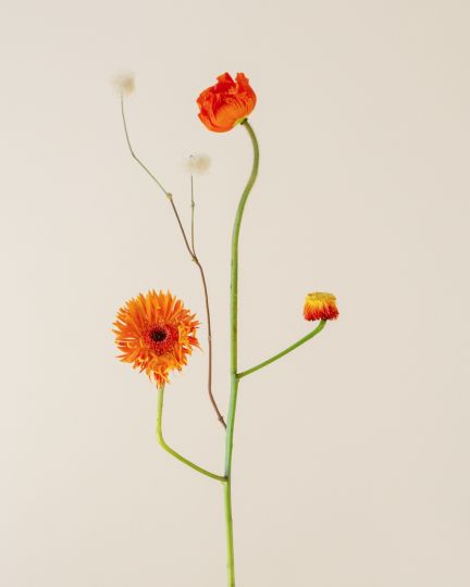 Jennifer Latour, Bound Species no21, 2020 © Open Doors Gallery, London, 2021