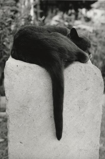 Arles, 1984 © Sabine Weiss – Courtesy Les Douches la Galerie