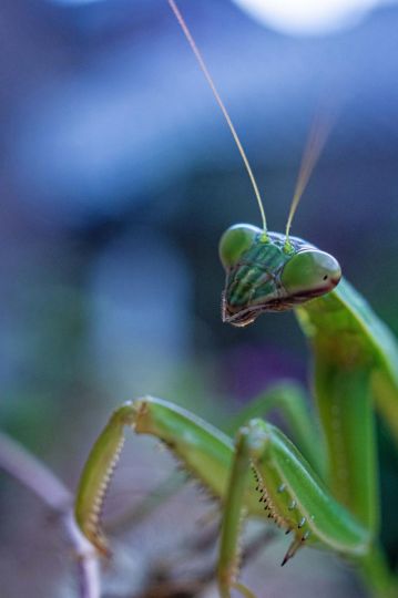 Mantis Religiosa © Yutaka Takahashi – Courtesy Helio