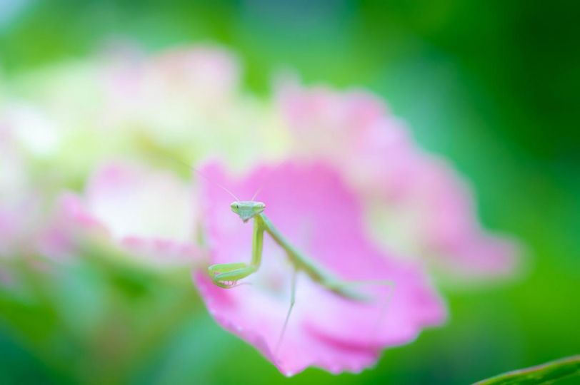 Mantis Religiosa © Yutaka Takahashi – Courtesy Helio