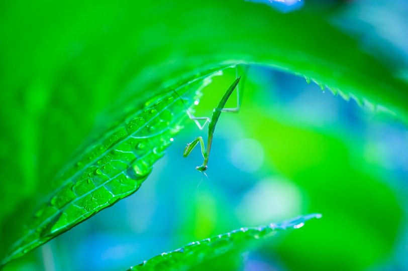 Mantis Religiosa © Yutaka Takahashi – Courtesy Helio