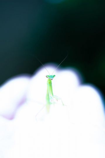 Mantis Religiosa © Yutaka Takahashi – Courtesy Helio