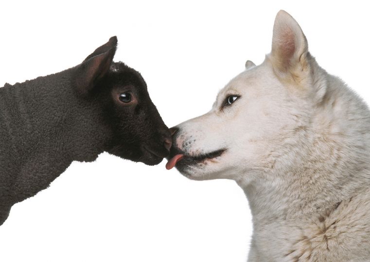 Oliviero Toscani, United Colors of Benetton, 1990 ©olivierotoscani