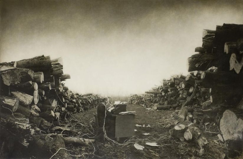 Tree Stories © Robert and Shana ParkeHarrison