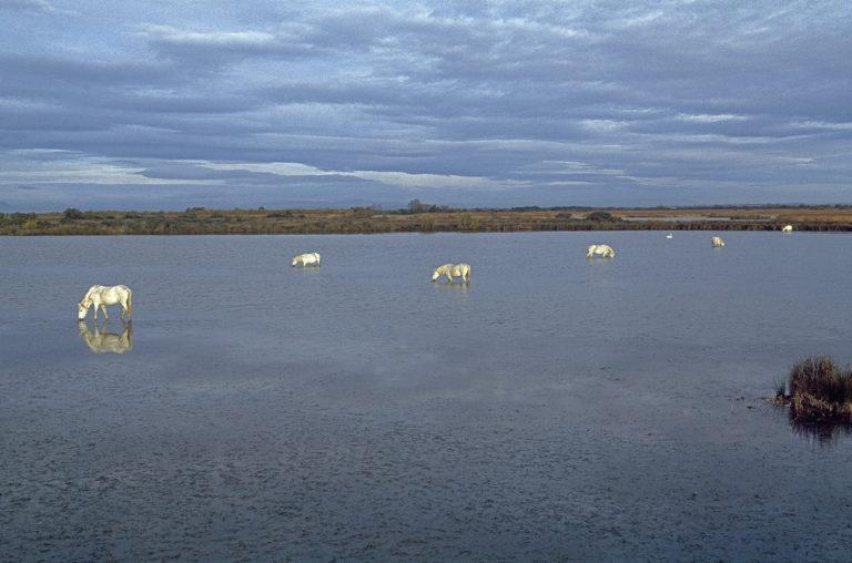Editions Le Parrotier : Hans Silvester : My Complicity with the Camargue Horses
