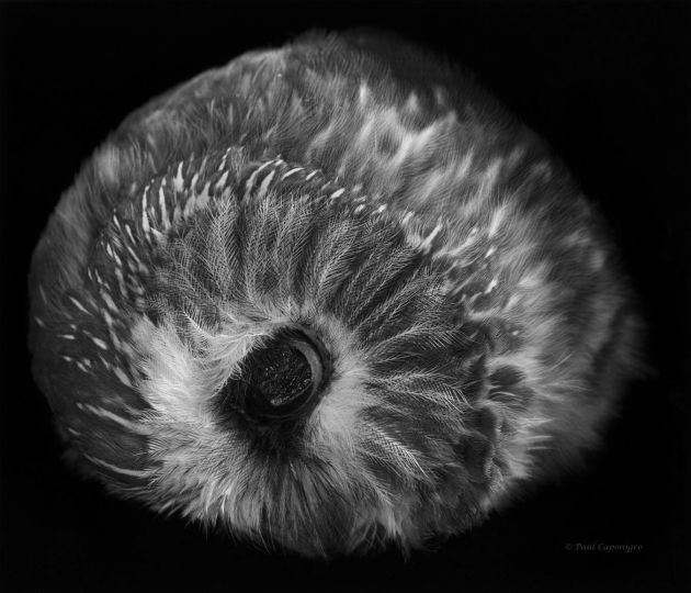 Owls Head © Paul Caponigro – Courtesy of the Artist and Veritas Editions