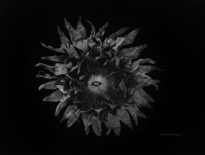 Sunflower Underside © Paul Caponigro – Courtesy of the Artist and Veritas Editions