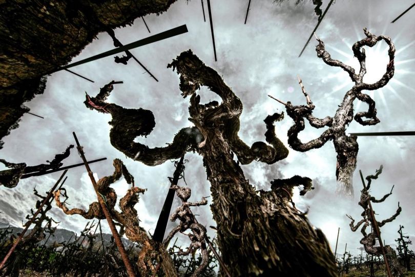 La guerre des ceps © Xavier Lambours