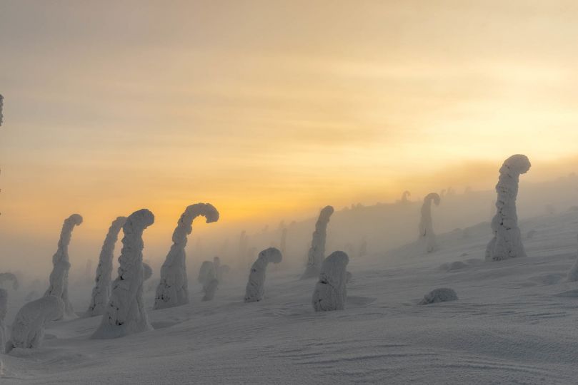 Arbres “momifiés“, Finlande.© David Rouge 