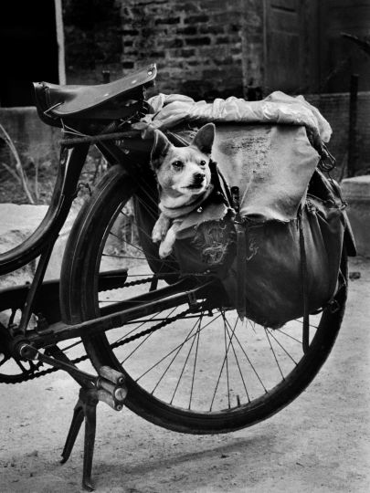 Christer Strömholm, Chien à Montreuil © Christer Strömholm