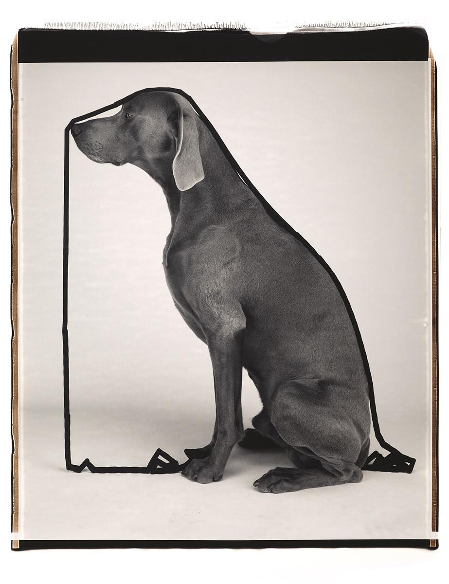 Galeria Alta William Wegman 20 X 24 in 2024 The Eye of