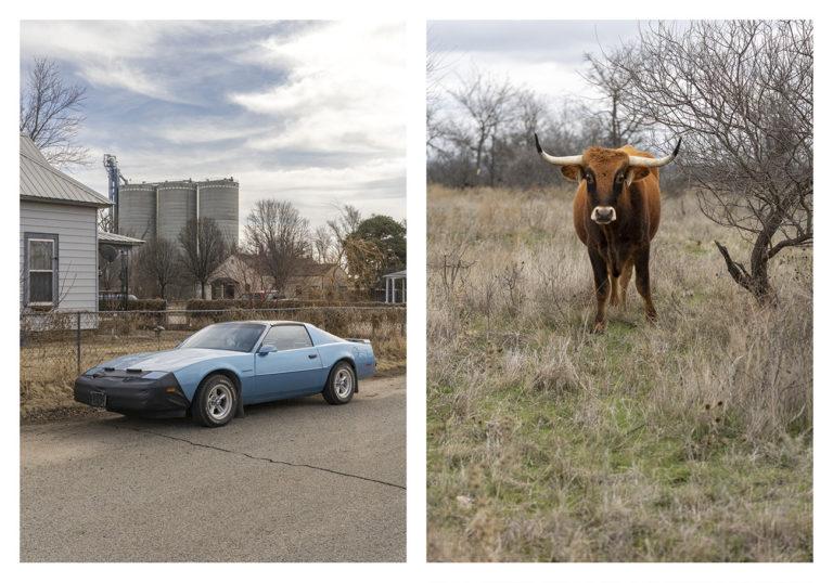 BUMMBUMM BOOKS : Ute Behrend : Cars and Cows