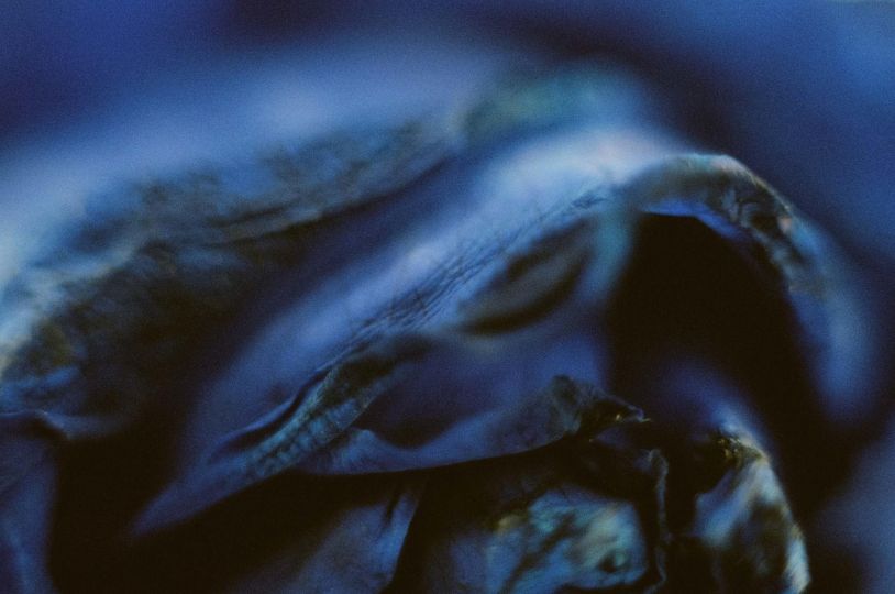 Gerda Paliušytė, Blue Flowers, photographies en couleur, depuis 2022 © Gerda Paliušytė