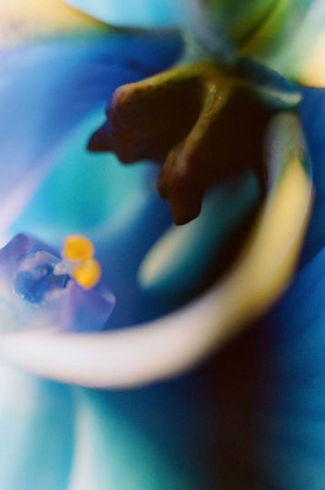 Gerda Paliušytė, Blue Flowers, photographies en couleur, depuis 2022 © Gerda Paliušytė