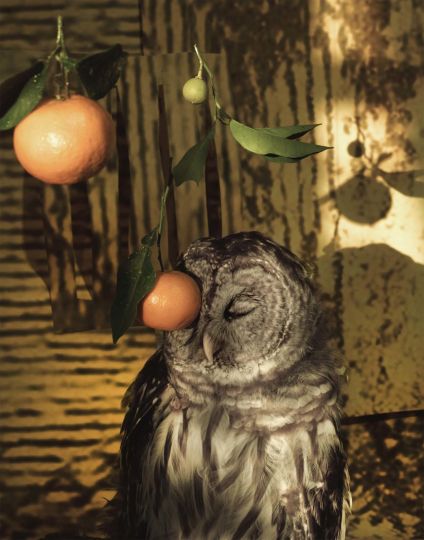 ©Sheida Soleimani, Blind Owl, 2024, Flyways; Archival pigment print, 35,5x28cm