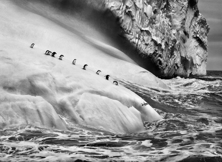 Sebastião Salgado, Manchots à jugulaire sur un iceberg, Îles Sandwich du Sud, 2009 Collection MEP, Paris. Don de Sebastião Salgado et Lélia Wanick Salgado en 2018 © Sebastião Salgado