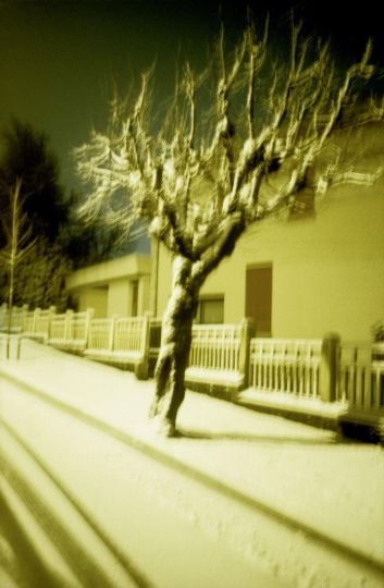 Dolorès Marat, L'arbre qui marche © Dolorès Marat / L'ANGLE PHOTOS