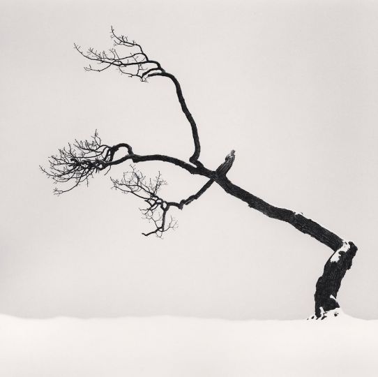 Kussharo Lake Tree, Study 6, Kotan, Hokkaido, Japan. 2007 © Michael Kenna
