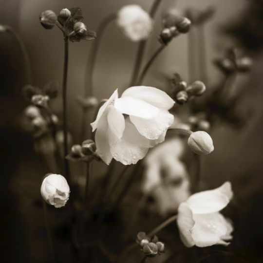 Sal Taylor Kydd, Anemones, 2025, archival pigment print, 12 x 12 in / 30.5cm x 30.5 cm , edition of 10