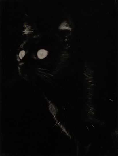 Photographe non identifié Chat noir Vers 1950 Photographie au gélatino-bromure d'argent 23,6 x 17,8 cm. 1 800 euro