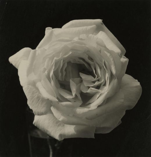 Edward J. Steichen, Untitled, 1920 ca., United States - Courtesy Ettore Molinario Collection