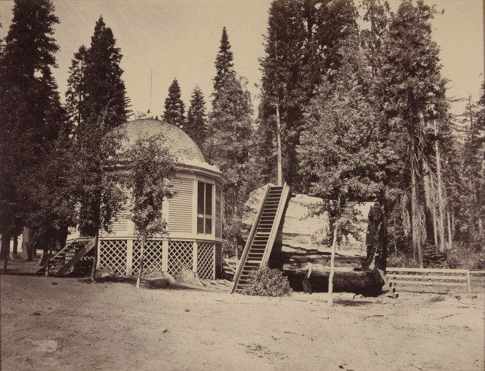 Weed Big Tree © The 19th Century Rare Book and Photograph Shop