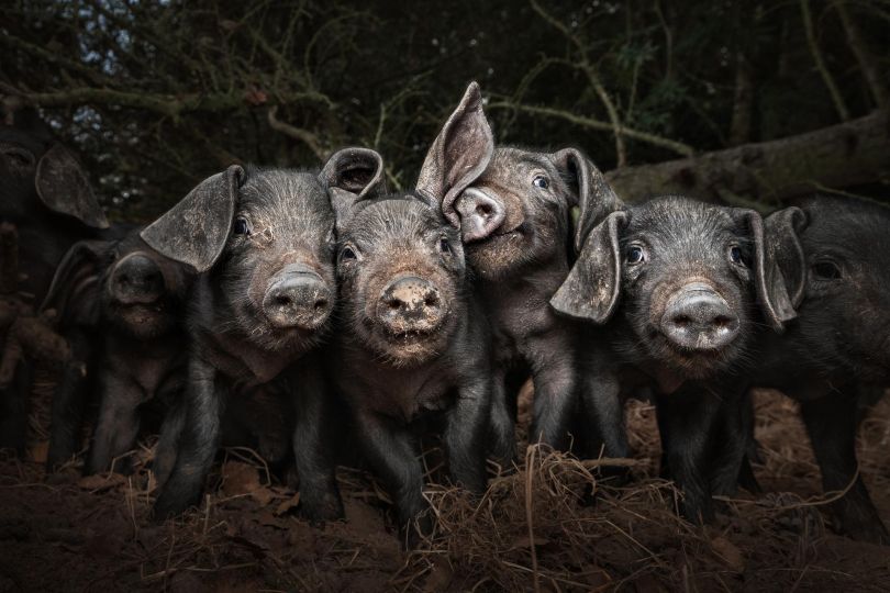 Susan Lang, Hogging the Limelight © World Food Photography Awards sponsored by Tenderstem® Bimi®