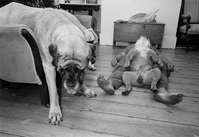 Sage Sohier © Animals Project